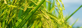 知道大米怎么吃有营养吗？